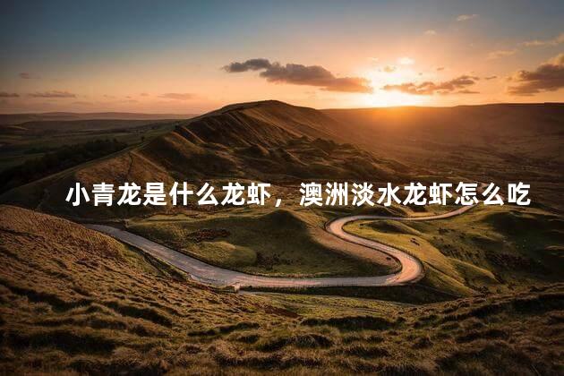 小青龙是什么龙虾，澳洲淡水龙虾怎么吃