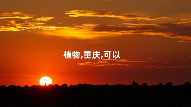 南部新城花海好玩吗 南山花海怎么样