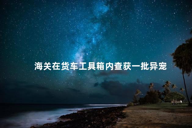 海关在货车工具箱内查获一批异宠